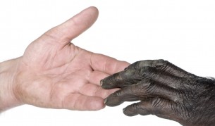 Ръката ни е по-примитивна от тази на шимпанзетата