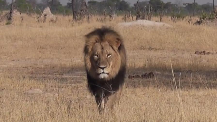 Терористични заплахи за зъболекаря, убил лъва Сесил