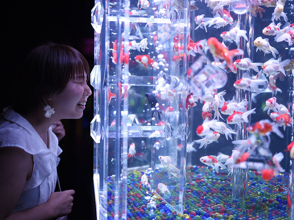 Млада жена гледа златни рибки, плуващи в аквариум по време на изложението Art Aquarium в Токио, Япония.