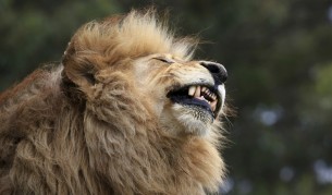 Най-любопитният лъв, който обожава селфи