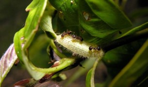 Гъсеници дрогират мравки, за да са им слуги