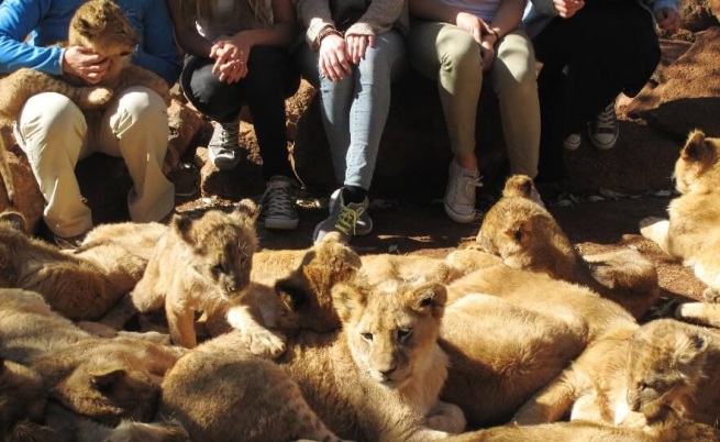 Туриси галят малки лъвчета във ферма за лъвове