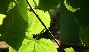 Дърво спука водопровод в Пловдив, отсякоха го