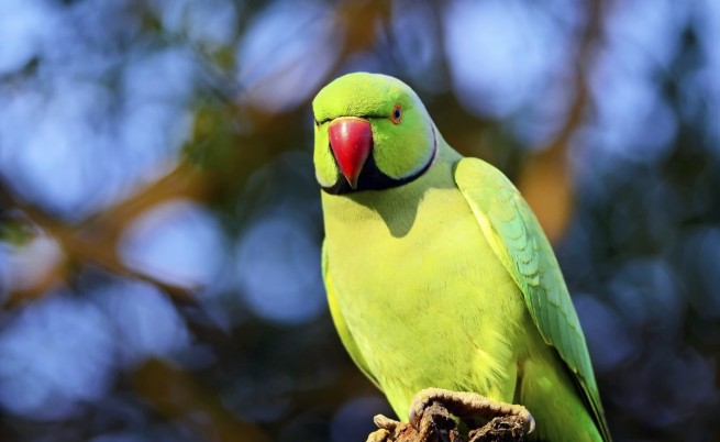 Арестуваха индийски папагал за обида (видео)