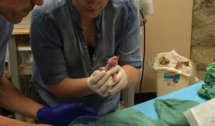 Едно от новородените близначета панди умря