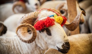 Mюсюлманите по света отбелязват Курбан байрам