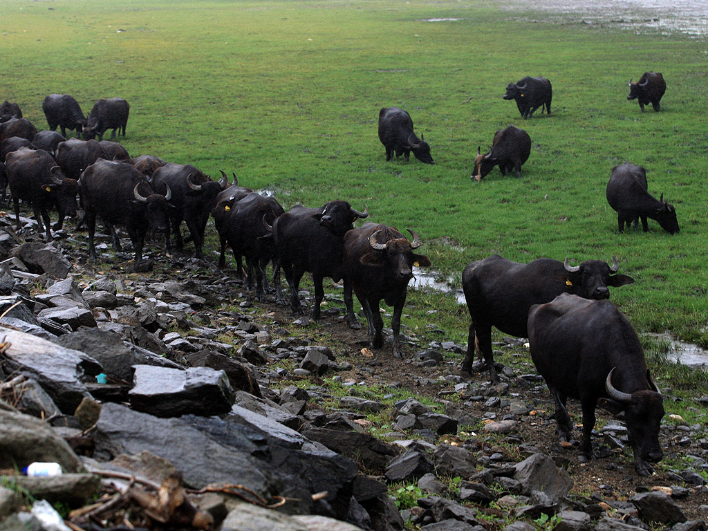 Крайречни гори от диви върби, водни лилии на хиляди хектара, създават уникална благодат на тази земя идеална за отглеждането на биволи в крайречната зона в близост до големите планини Белаица и Круша.