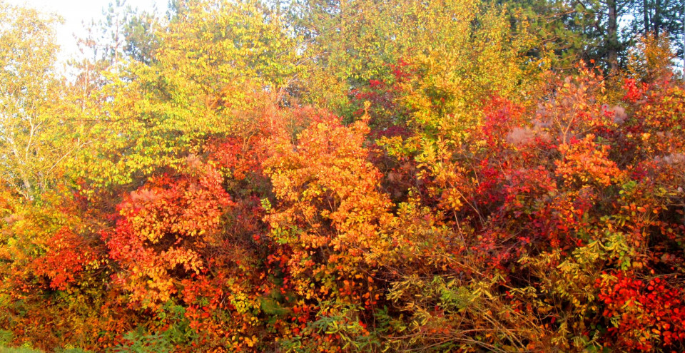 Дневен хороскоп за 29.09. - снимка 8