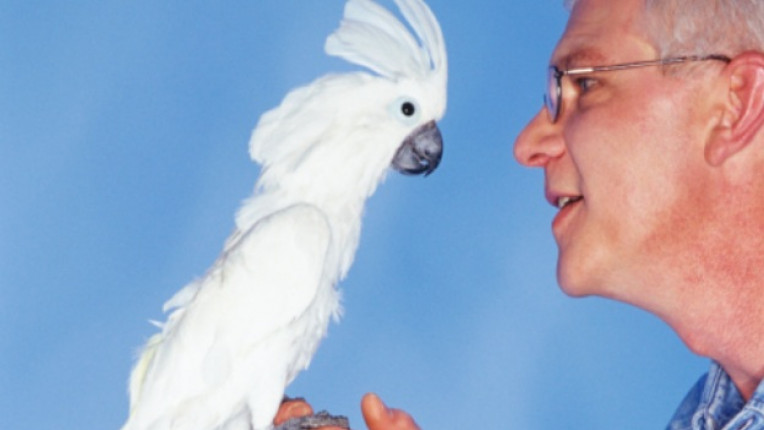 говорящ папагал птица домашен любимец заучаване