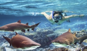 Танцуващата с акули (видео)