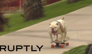Куче скейтбордист постави световен рекорд (видео)