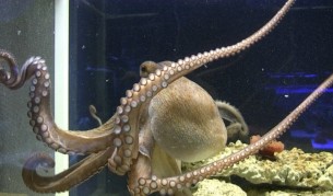 Вандали убиха животни в музей в Пловдив