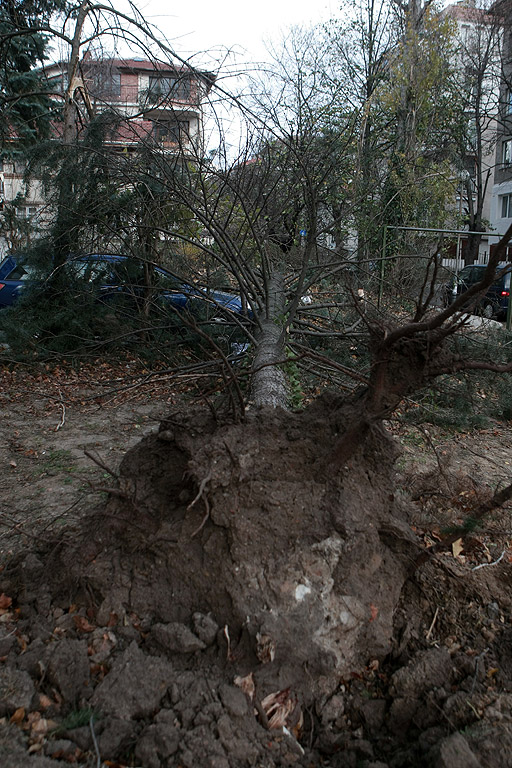 Силна буря в София изкорени дървета в кв. Лозенец, счупи билборд по Околовръстно шосе