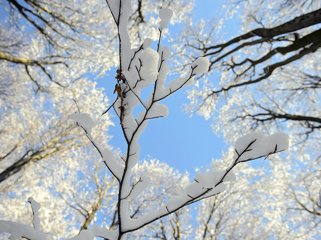 Сняг покрива клони на дървета в покрайнините на Шалготарян, Унгария