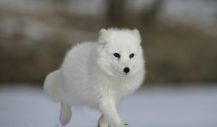 Полярна лисица