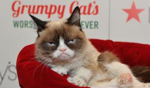 Показаха Сърдитата котка в музея на мадам Тюсо