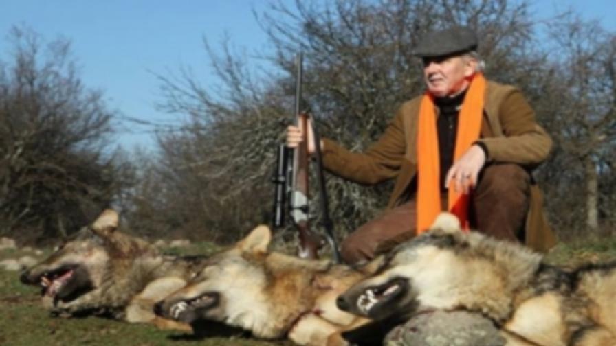 Спор заради снимки на Местан до 3 отстреляни вълка