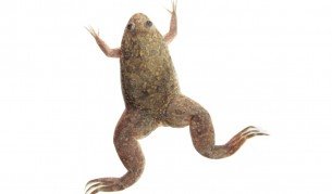 Xenopus laevis - гладка ноктеста жаба