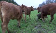 Germany: Meet Banana – the affable wild boar adopted by COWS