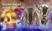 Silent Night (Goat Edition)