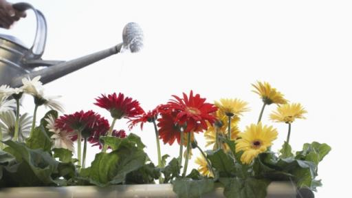  Разбиха мита, че растения могат да пречистят въздуха в дома 