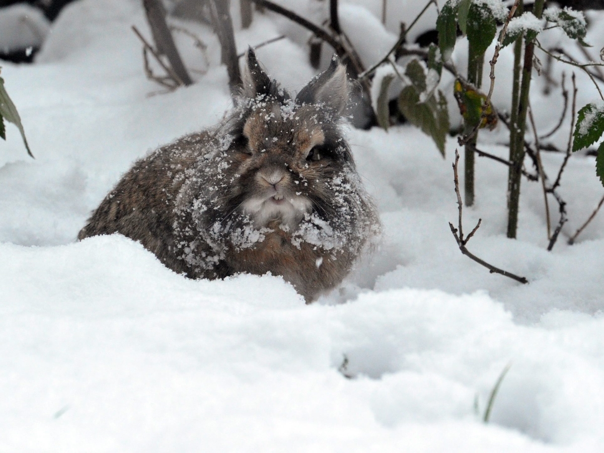 Зайче си играе в дълбокия сняг в Германия