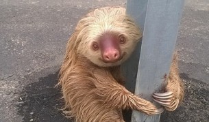 Сладки ленивци не могат да преборят съня