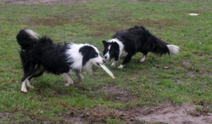 Кое е най-умното куче