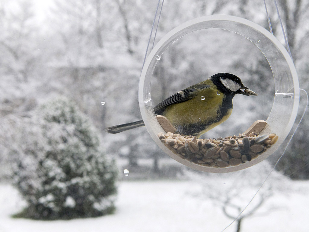 Синигер се храни в една хранилка къщичка за птици, а снегът вали в Женева, Швейцария