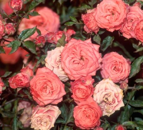 Прекрасен ден Нека го стартираме с усмивка и пожелание за