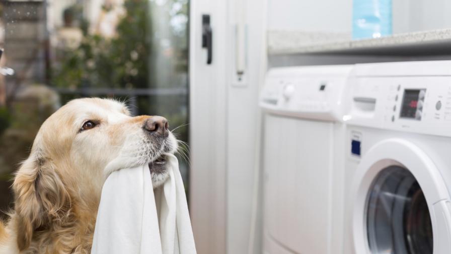 Куче-мечта пуска пералнята (видео)