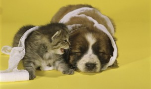 Смешни животни говорят като хора