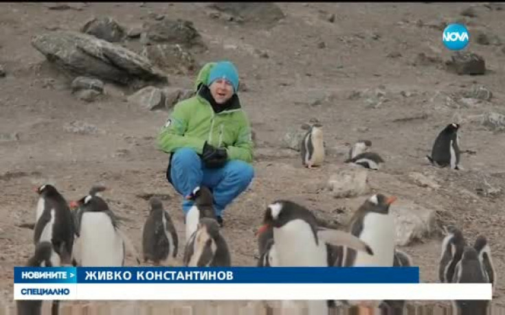 Какви са любовните навици на пингвините на Южния полюс?