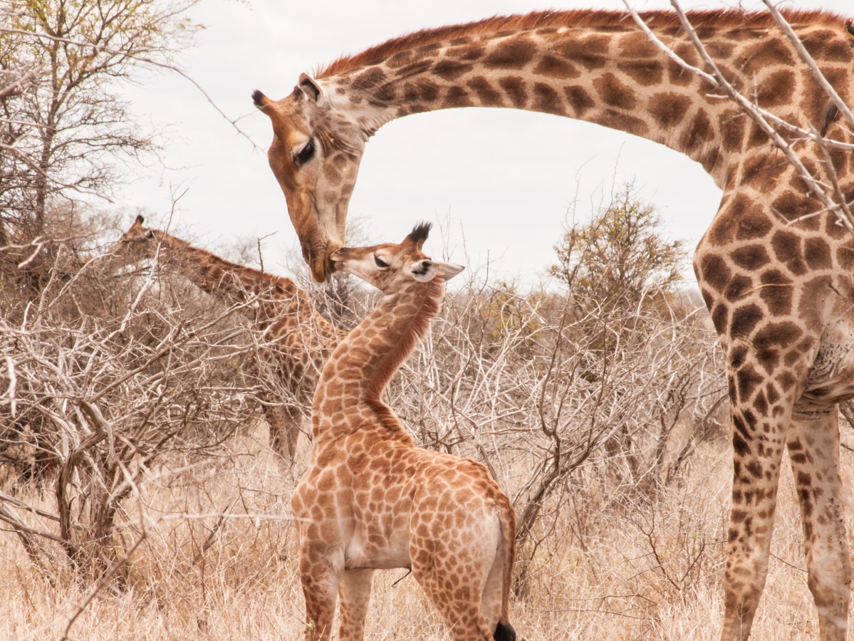 Не са ли жирафите едни от най-симпатичните бозайници в света?