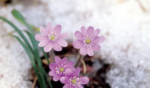 10 снимки и 5 причини защо обичаме пролетта