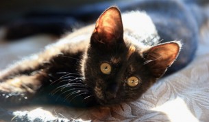 Къпят малко коте с мини ушанки