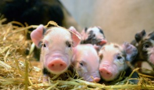 Това момиченце и нейното прасенце ще ви разтопят