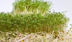 Екстракт от кресон може да предотврати рак у пушачи