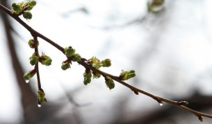 Времето днес – пролетта се завръща