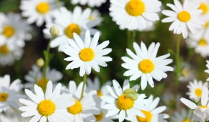 Лайката - как да използваме този дар от природата (видео)