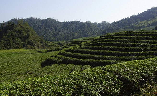 Плантация с чай край град Уаишан