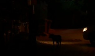 Куче нахапа жестоко лицето на 8-годишно дете