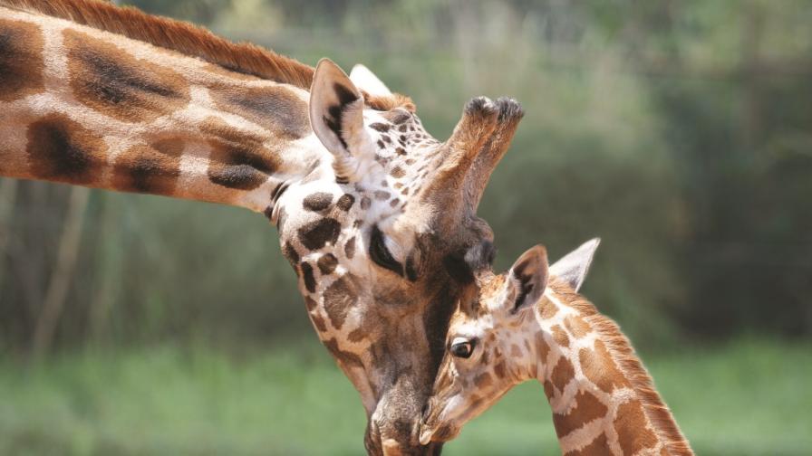 <p>Жирафите се люлеят, цикадите онемяват: Странното поведение на животните при слънчево затъмнение&nbsp;</p>