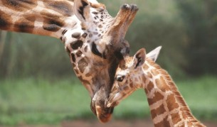 10 снимки, които докосват сърцето