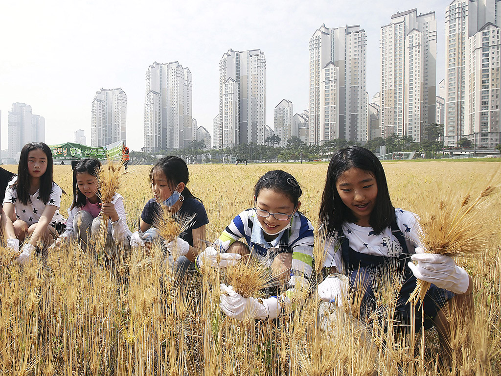 Ученици от основно училище събират реколта ечемик в близост до жилищен комплекс в Сувон, на около 45 километра южно от Сеул, Южна Корея