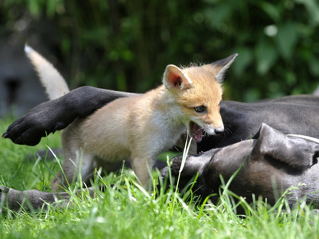 Лисица и куче играят в градината на къща - приют за животни в Помаз, Унгария. Малката лисица "Pixie" е намерена болна и в момента се лекува, също така се забелязва и началото на едно нестандартно приятелство в приюта за животни.