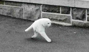 Топ 5 луди неща заснети от "Гугъл стрийт вю" (видео)