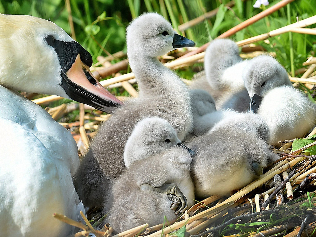 Шест млади лебеда се охраняват от майка им в гнездото на брега на езеро в Хановер, Германия