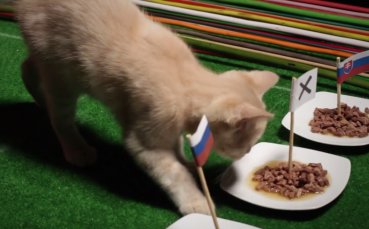 Малкото коте Жо Тем има какво да в каже за днес