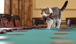 Камерън си отива, но котаракът остава